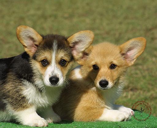Welsh Corgi Pembroke 9K025D-18.JPG